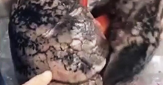 過去最高の禁煙広告だ 30年間タバコを吸い続けた人の肺の動画がヤバすぎると話題に ニコニコニュース 過去最高の禁煙広告だ 30年間タバコを吸い続けた人の肺の動画がヤバすぎると話題に ニコニコニュース