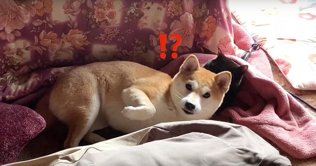 猫に甘えているところを飼い主さんに見つかってしまった柴犬の気まずそうな反応が可愛すぎる笑 ニコニコニュース 猫に甘えているところを飼い主さんに見つかってしまった柴犬の気まずそうな反応が可愛すぎる笑 ニコニコニュース