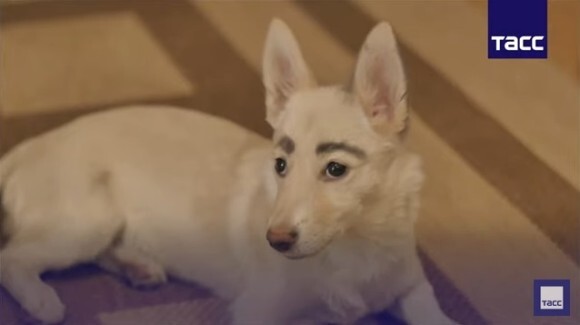 自毛だった 天然の太眉を持つ迷い犬が保護される イタズラ描きと勘違いしたスタッフ 消そうとごしごし ロシア ニコニコニュース 自毛だった 天然の太眉を持つ迷い犬が保護される イタズラ描きと勘違いしたスタッフ 消そうとごしごし ロシア ニコニコニュース