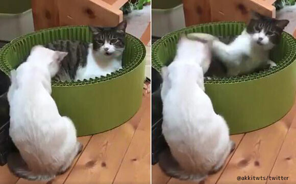 猫パンチを食らった猫のリアクションが19年ベストパフォーマンス賞を取る勢い ニコニコニュース 猫パンチを食らった猫のリアクションが19年ベストパフォーマンス賞を取る勢い ニコニコニュース