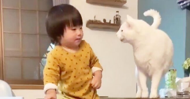 プロのベビーシッター 子供が危ないことをしそうになると優しく止めてくれる面倒見の良すぎる猫が話題に ニコニコニュース