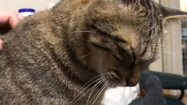猫ちゃんも大好きマッサージ 飼い主のテクニックに オス猫たちが銭湯のオッサンじみた イイ顔 を見せる ニコニコニュース 猫ちゃんも大好きマッサージ 飼い主のテクニックに オス猫たちが銭湯のオッサンじみた イイ顔 を見せる ニコニコニュース