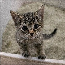 猫のために 正しい猫トイレを洗う頻度と洗い方 ニコニコニュース