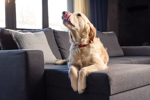 ペットの犬に舐められた男性が死亡 犬や猫が持つ 細菌 が原因 ニコニコニュース ペットの犬に舐められた男性が死亡 犬や猫が持つ 細菌 が原因 ニコニコニュース
