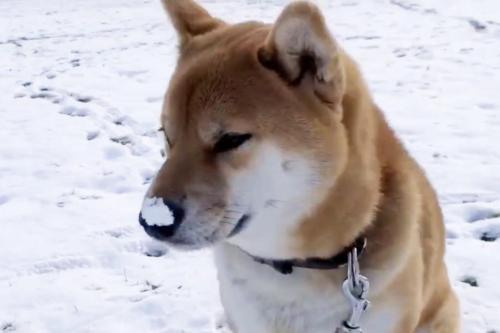 柴犬が鼻先に雪をつけたままの動画に 細かいことにこだわらない 気にならんのかなぁ の声 ニコニコニュース