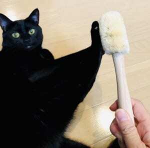 ブラッシング大嫌いな黒猫ちゃん 全力で拒否します な表情が凛として ニコニコニュース ブラッシング大嫌いな黒猫ちゃん 全力で拒否します な表情が凛として ニコニコニュース