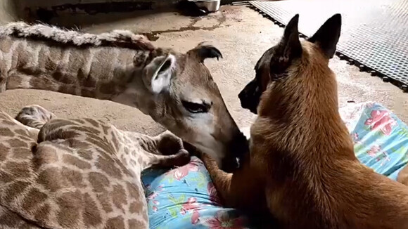 育児放棄された赤ちゃんキリンのお世話役をかってでたのはサイを密猟から守る犬だった 南アフリカ ニコニコニュース