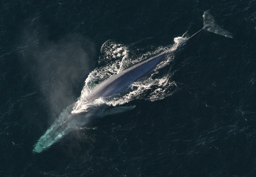 シロナガスクジラの心拍測定に世界で初めて成功 1分間に2回の心拍数でも生存できる ニコニコニュース