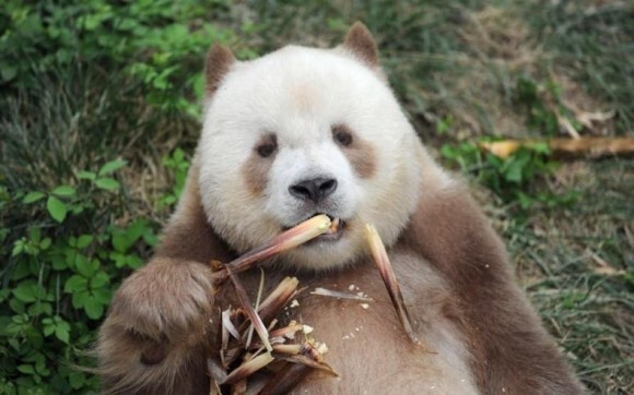 ジャイアントパンダのレア種 茶色パンダの チーザイ いじめ乗り越え養子縁組が成立 ニコニコニュース ジャイアントパンダのレア種 茶色パンダの チーザイ いじめ乗り越え養子縁組が成立 ニコニコニュース