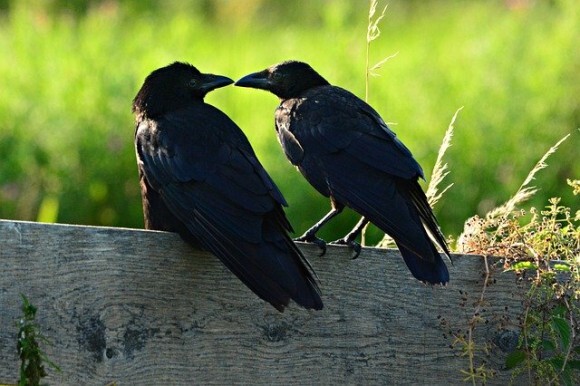 カラスは人間の子供と同じくらい自制心があり 目先の欲求を我慢することができる 英研究 ニコニコニュース カラスは人間の子供と同じくらい自制心があり 目先の欲求を我慢することができる 英研究 ニコニコニュース