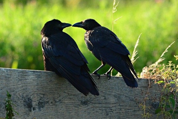 カラスは人間の子供と同じくらい自制心があり 目先の欲求を我慢することができる 英研究 ニコニコニュース