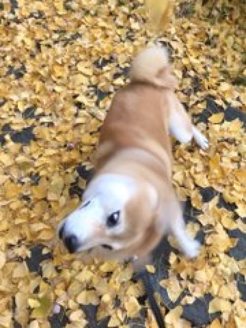 柴犬が 柴ドリル しながら進む姿がほっこりなごむ ニコニコニュース 柴犬が 柴ドリル しながら進む姿がほっこりなごむ ニコニコニュース
