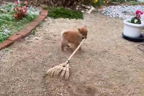 柴犬の子犬が庭掃除する動画がネットで反響 可愛い庭師ですねえ お掃除してえらい ニコニコニュース 柴犬の子犬が庭掃除する動画がネットで反響 可愛い庭師ですねえ お掃除してえらい ニコニコニュース
