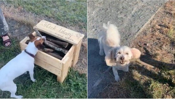 木の棒で遊ぶのが好きな犬たちのために ドックパークに棒切れ図書館を開設した道具職人 ニュージーランド ニコニコニュース