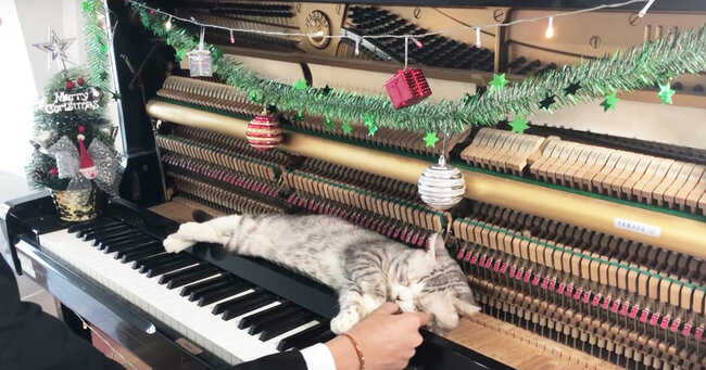 マッサージにちょうど良いニャ 開いたピアノの上でクリスマスソングを気持ちよさそうに堪能する猫が可愛いと話題に ニコニコニュース マッサージにちょうど良いニャ 開いたピアノの上でクリスマスソングを気持ちよさそうに堪能する猫が可愛いと話題に ニコニコニュース
