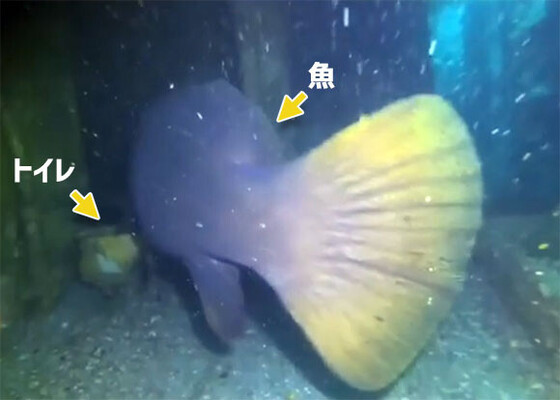 トイレと大きさを比較してください 海中で巨大魚が便器の横をちょっと通ります ニコニコニュース トイレと大きさを比較してください 海中で巨大魚が便器の横をちょっと通ります ニコニコニュース