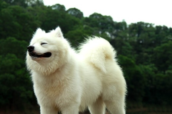 もふもふが自慢のサモエド犬 トリマーに刈られすぎて別犬に 飼い主にも気付かれず アメリカ ニコニコニュース