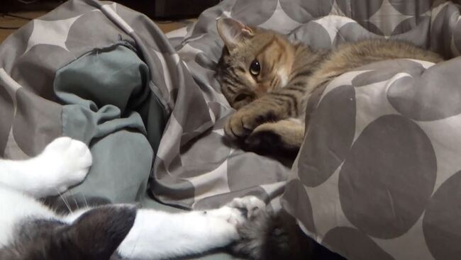 眠たい猫がしっぽパタパタで後輩猫を誘惑 眠気と痛みに耐え 遊んであげる猫ちゃんが尊い ニコニコニュース 眠たい猫がしっぽパタパタで後輩猫を誘惑 眠気と痛みに耐え 遊んであげる猫ちゃんが尊い ニコニコニュース
