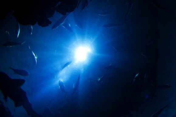 深海にはどんな生物がいるの 海の深さ順に見ることができる面白サイト The Deep Sea ニコニコニュース 深海にはどんな生物がいるの 海の深さ順に見ることができる面白サイト The Deep Sea ニコニコニュース
