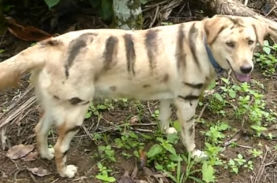 落書き インドの農村でサル駆除のため犬にペイントしてトラに見せかける方法がまさかの大成功 ニコニコニュース