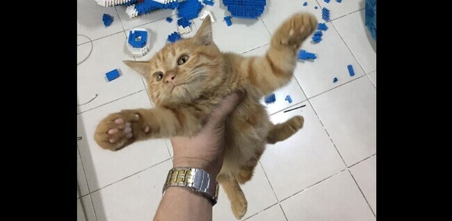 むしゃくしゃしてやった 反省はしていない 飼い主が1週間かけて作ったレゴのドラえもんを一瞬にして破壊した猫 ニコニコニュース むしゃくしゃしてやった 反省はしていない 飼い主が1週間かけて作ったレゴのドラえもんを一瞬にして破壊した猫 ニコニコニュース
