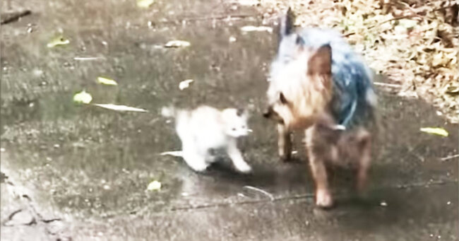 散歩から帰ってきた飼い犬が 小さな野良猫の赤ちゃんを助けて連れ帰ってきて話題に 子猫をいたわる愛情深い行動に感動 ニコニコニュース