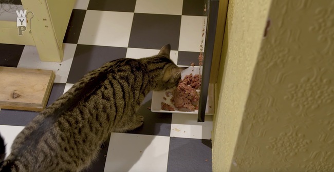 アメリカナイズな自動給餌のピタゴラスイッチ 食べるよ猫は淡々と ニコニコニュース
