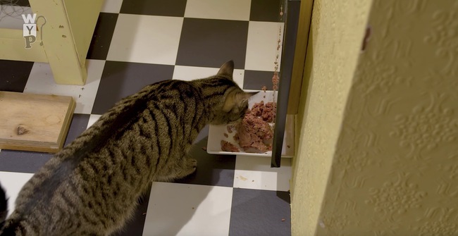 アメリカナイズな自動給餌のピタゴラスイッチ 食べるよ猫は淡々と ニコニコニュース アメリカナイズな自動給餌のピタゴラスイッチ 食べるよ猫は淡々と ニコニコニュース