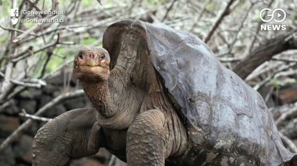 種の絶滅を救った推定100歳の絶倫亀 一代で800匹を超える子孫を残し引退へ ガラパゴス諸島 ニコニコニュース