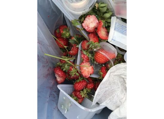 イチゴ狩り客に コレは贅沢食いとは言いません 農家の悲痛なメッセージ その思いを聞いた ニコニコニュース イチゴ狩り客に コレは贅沢食いとは言いません 農家の悲痛なメッセージ その思いを聞いた ニコニコニュース