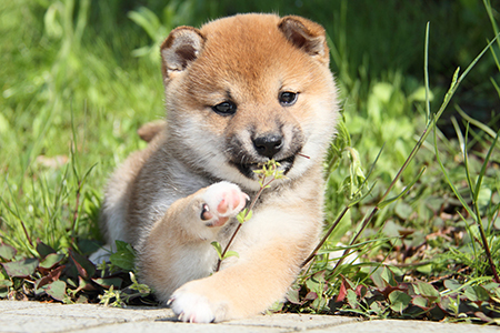 結局一番かわいい犬種ランキング ニコニコニュース