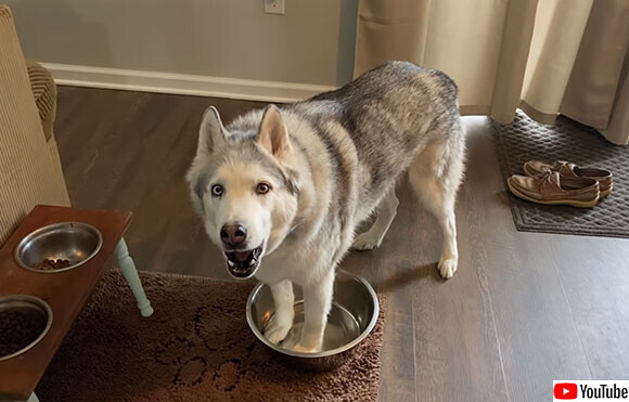 またお前か ゴネるハスキー犬 ゼウスが 水を催促する時の態度 ニコニコニュース