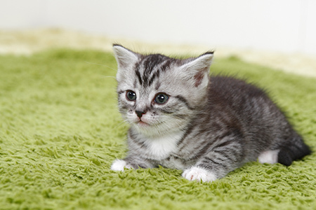 結局一番かわいい猫種ランキング ニコニコニュース 結局一番かわいい猫種ランキング ニコニコニュース