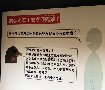 死ぬわけねーだろ 毒舌回答で人気キャラに 多摩動物公園 モグラ先輩 考案者を直撃 ニコニコニュース