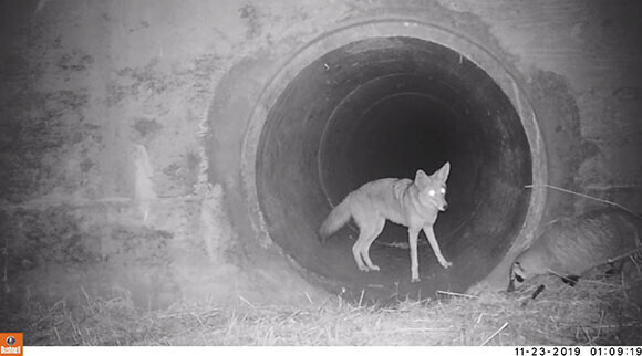 やっぱりワンチームだった アナグマとコヨーテが仲良く排水溝を歩く姿を激写 アメリカ ニコニコニュース やっぱりワンチームだった アナグマとコヨーテが仲良く排水溝を歩く姿を激写 アメリカ ニコニコニュース