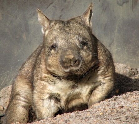 オーストラリアの愛され動物 ウォンバットに関する10の知識 ニコニコニュース