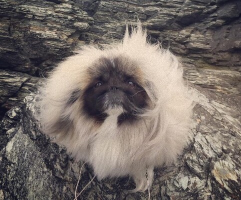 チューバッカを小型にして毛を増量した感のあるフサかわいい犬 ワンタンスープ ニコニコニュース