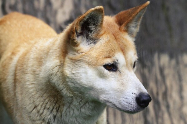 犬とは真逆 飼い犬から野生に戻ったディンゴは遺伝子までオオカミ化していた ニコニコニュース