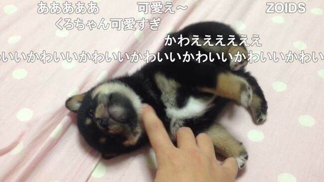 柴犬の赤ちゃん可愛すぎ 撫でられると後ろ足が 反応しちゃう 小さな黒柴ちゃんに視聴者が悶絶 ニコニコニュース