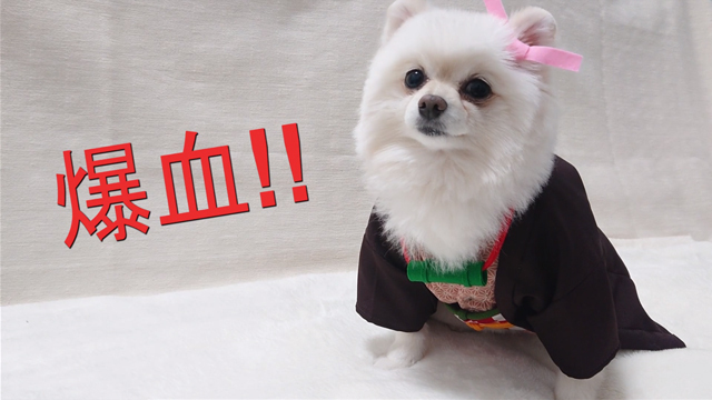 鬼滅の刃 禰豆子の 犬用 コスプレ服を作ってみた 見事な出来栄えに かわいい の声多数 ニコニコニュース 鬼滅の刃 禰豆子の 犬用 コスプレ服を作ってみた 見事な出来栄えに かわいい の声多数 ニコニコニュース