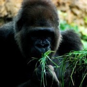 新たな男子出現 草食系男子でもロールキャベツ男子でもなくゴリラ男子です ニコニコニュース 新たな男子出現 草食系男子でもロールキャベツ男子でもなくゴリラ男子です ニコニコニュース
