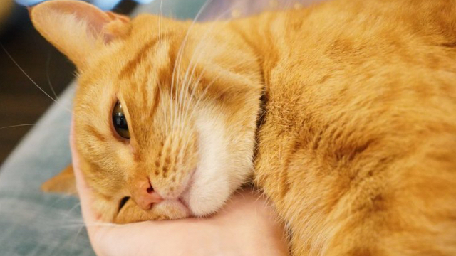 2月22日は猫の日 猫好き声優 花江夏樹さんのキュートな家族 みそちゃん こんぺいくんまとめ第3弾 ニコニコニュース 2月22日は猫の日 猫好き声優 花江夏樹さんのキュートな家族 みそちゃん こんぺいくんまとめ第3弾 ニコニコニュース