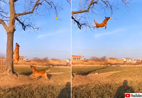 犬も楽しきゃ木に登る 木にぶら下がったテニスボールを空中キャッチする凄い犬たち ニコニコニュース 犬も楽しきゃ木に登る 木にぶら下がったテニスボールを空中キャッチする凄い犬たち ニコニコニュース