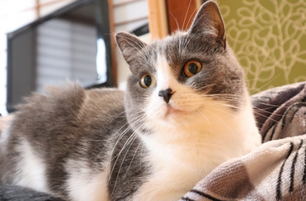 約0語を覚えられる 人間があまり知らない猫の知能 ニコニコニュース 約0語を覚えられる 人間があまり知らない猫の知能 ニコニコニュース