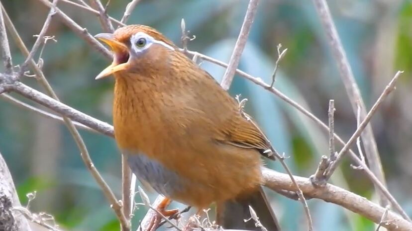 ヤバい鳴き声の野鳥がいた あまりに 多彩なさえずり で サイレン 昔のゲーセン いい声じゃん とバラバラの感想が ニコニコニュース