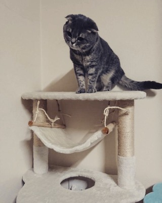 猫用ハンモックでお気に入りの場所を おすすめや手作りアイデアをチェック ニコニコニュース 猫用ハンモックでお気に入りの場所を おすすめや手作りアイデアをチェック ニコニコニュース