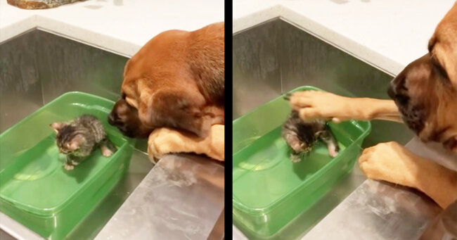 大丈夫 安心して 怯え切った保護猫の赤ちゃんを見た犬の行動が優しすぎると話題に ニコニコニュース 大丈夫 安心して 怯え切った保護猫の赤ちゃんを見た犬の行動が優しすぎると話題に ニコニコニュース