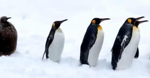 キングペンギンの赤ちゃんは何位だったでしょう 見ていて癒される旭山動物園のペンギン散歩 ニコニコニュース キングペンギンの赤ちゃんは何位だったでしょう 見ていて癒される旭山動物園のペンギン散歩 ニコニコニュース