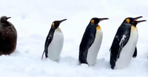 キングペンギンの赤ちゃんは何位だったでしょう 見ていて癒される旭山動物園のペンギン散歩 ニコニコニュース