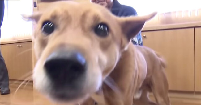 福岡 こっちだワン 犯人の居場所を教えた犬 感謝状と大好物の魚風味のドッグフードを贈られ大喜び ニコニコニュース